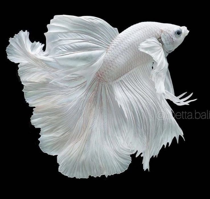 Петушок баликлар ката асартиметда