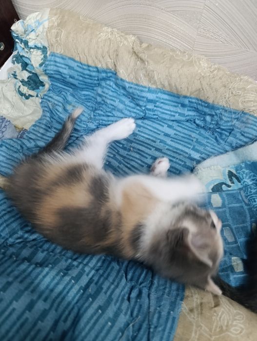 Отдам даром Британских котят