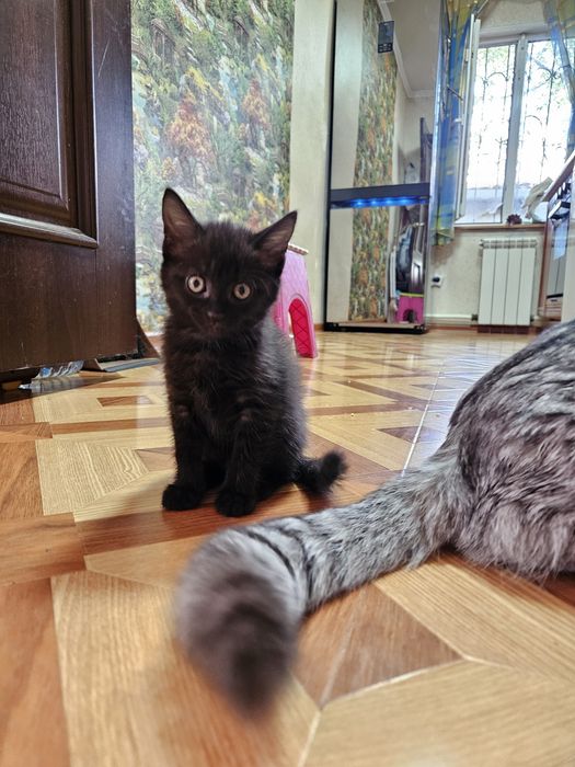Отдам котят (2х месячные)