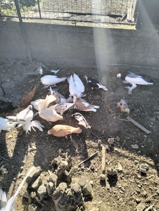 Porumbei galateni,incaltati, susțineți,voiajori