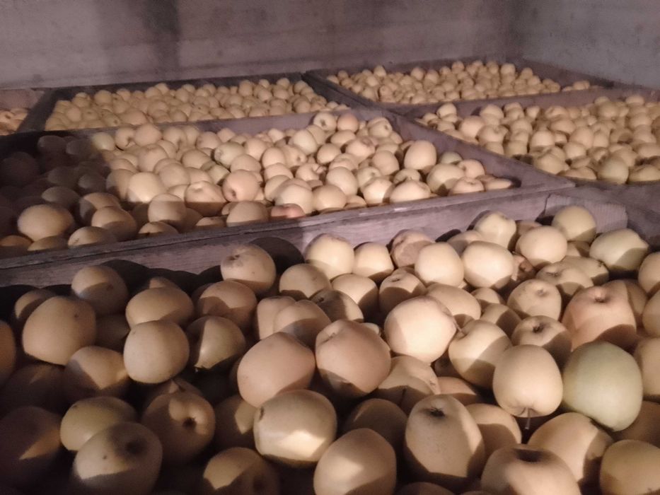 Vând, mere golden, jonathan !