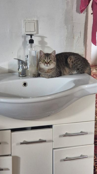 Отдам в добрые руки ласковую кошку