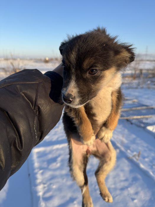 Отдам щенков в добрые руки