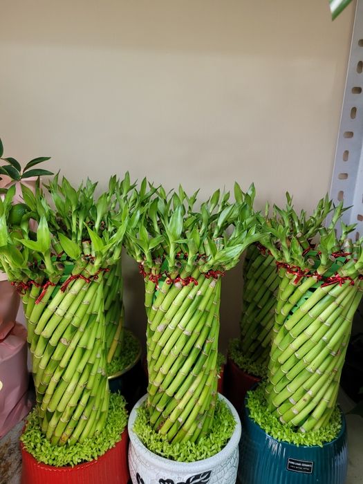 Бамбук. Бамбук в кашпо