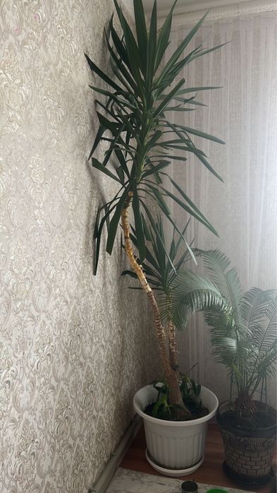 Продам большой цветок