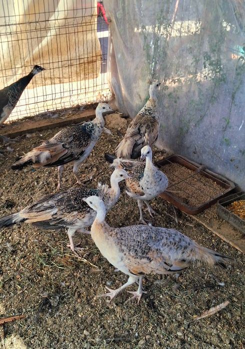 Pui paun umăr negru