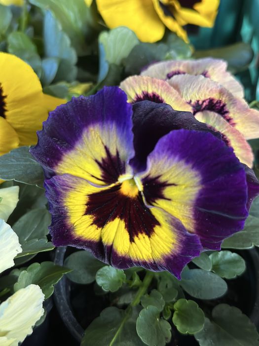 Зюмбюли и теменужки за 8-ми март