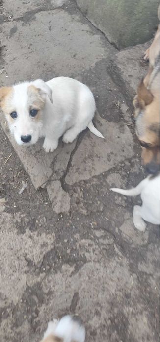 Donez cățelușe  metișe