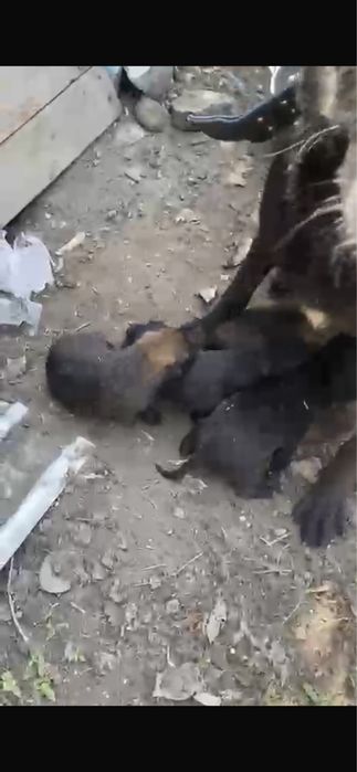 Щенки малинуа кабель сука