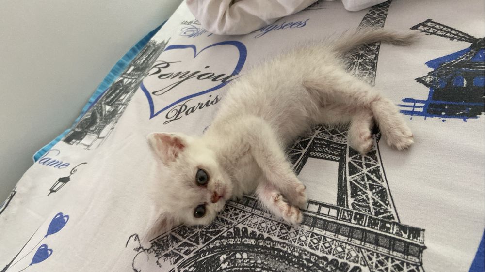 британская кошка