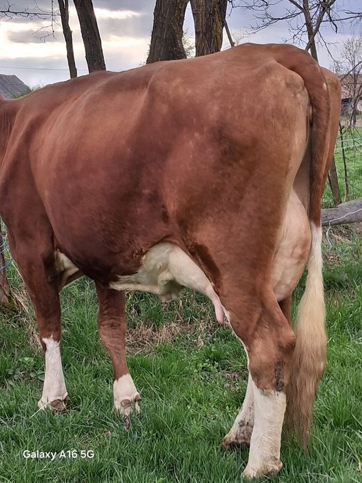 Vand juninca baltata românească la a 2a fătare