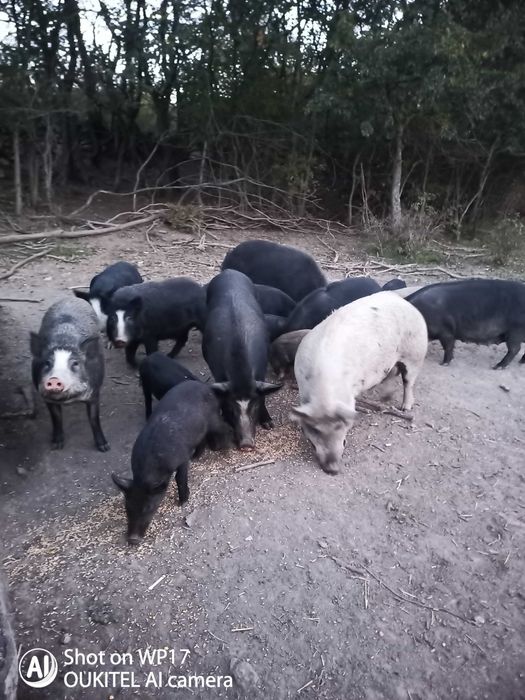 Прасета свободни