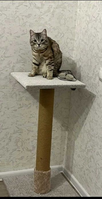 Когтеточка  80 см новая