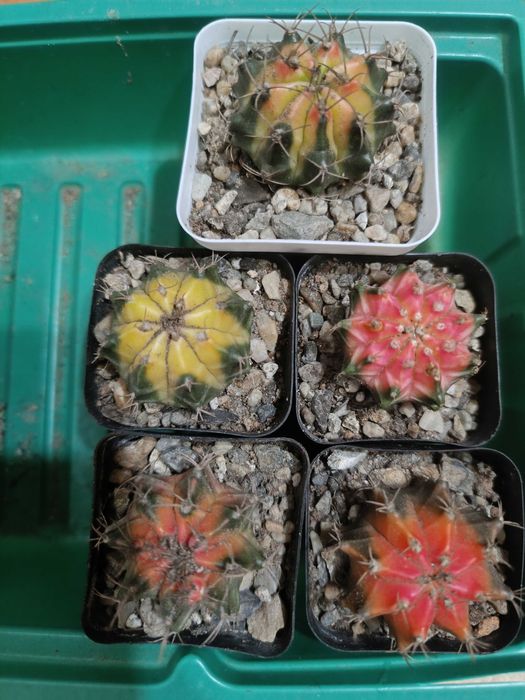 Продам красивые кактусы.