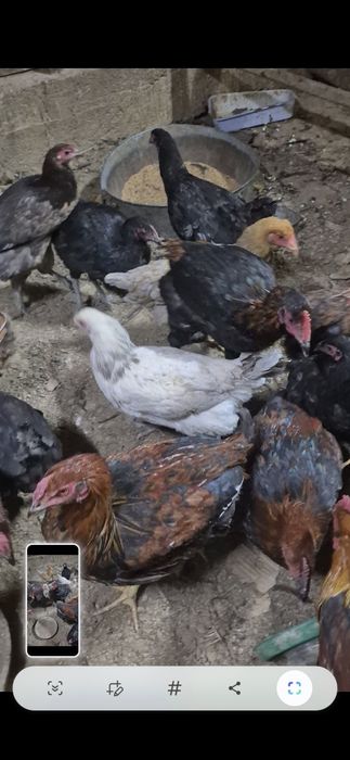 Птица Птица Птица Птица