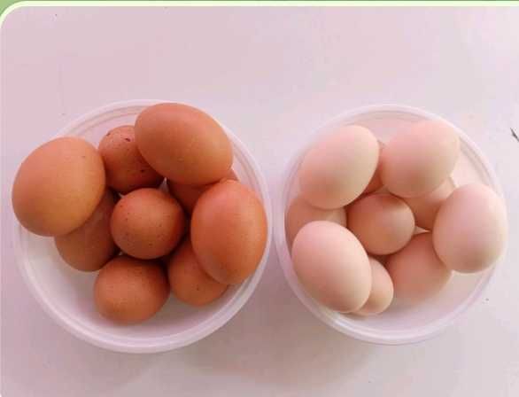 Домашние яйца куриные разных пород