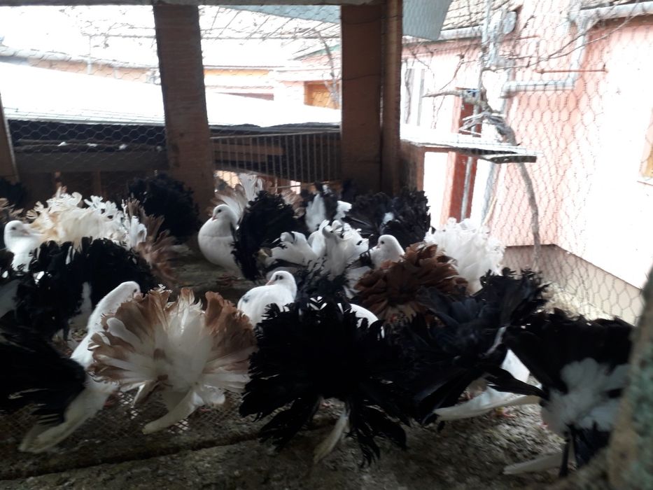 Vand porumbei voltati