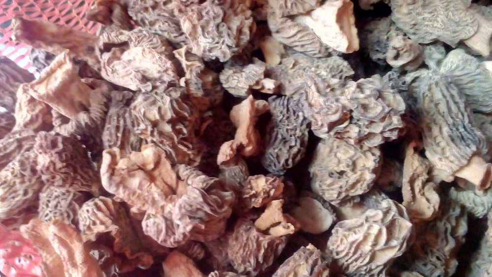 Продам сморчки сухие