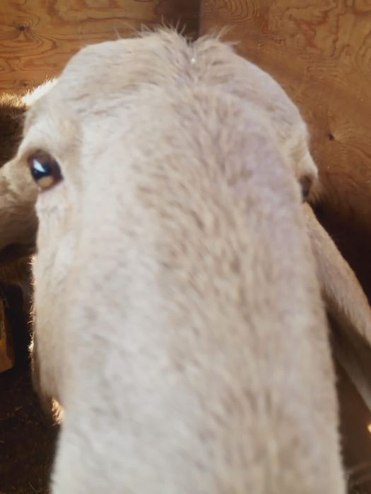 Еділбай тұқымды қошқарлар