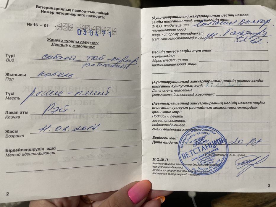 Вязка пинчер