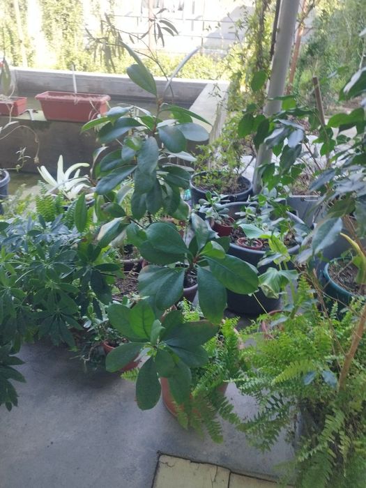 shu gullar sotiladi narxi kelishiladi