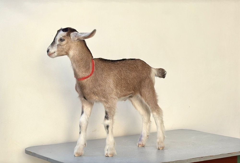 Продается Альпийский козлик