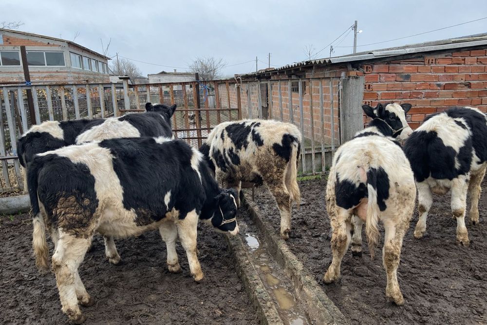 4. мъжки телета.