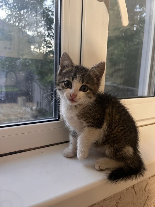 Котенок девочка в добрые руки