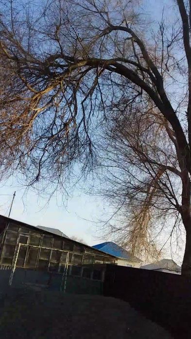 Тал кесіп алып кетесін