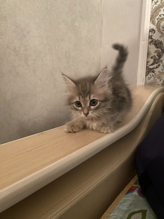 бала мысық сатылады