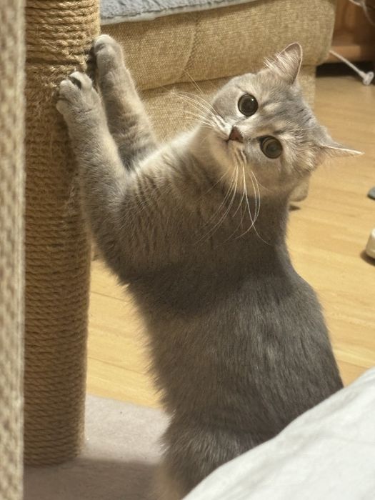 Отдам кошку в добрые руки