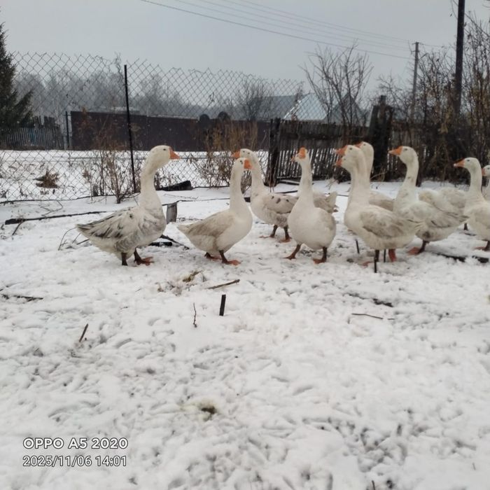 Продам гусей живьём