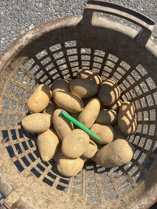 Vand cartofi consum,calitate extra