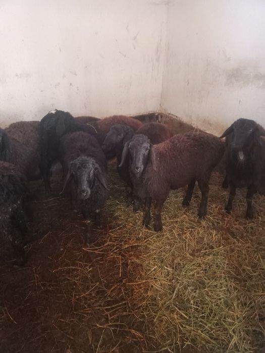 Кой Кошкар сатылады