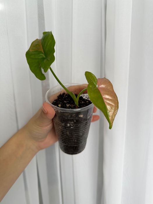 Сингониум Пинк сплэш и Рафидофора