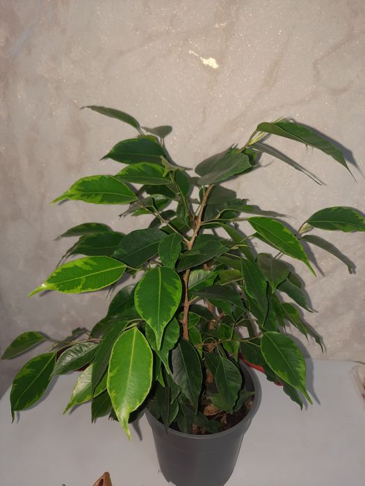 Продам Фикус Бенджамин