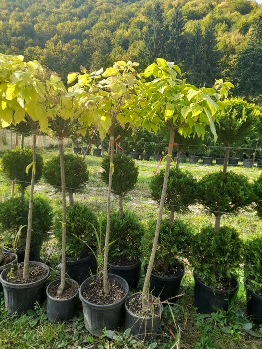 Mesteacăn tei leylandy pom pon spirale catalpa