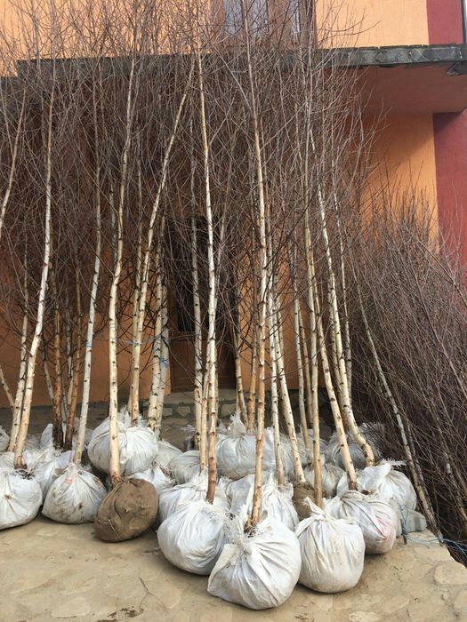 Mesteceni/ Platani / Tei / Leylandi