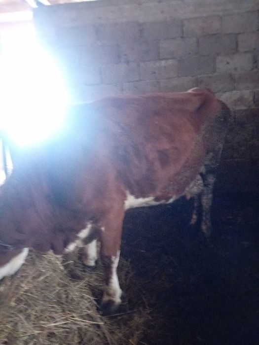 Vaca de abator grasă