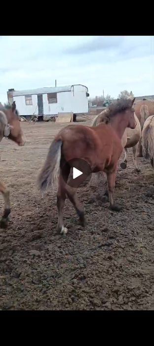 Жабагы, Сауын бие сатылады Белесте