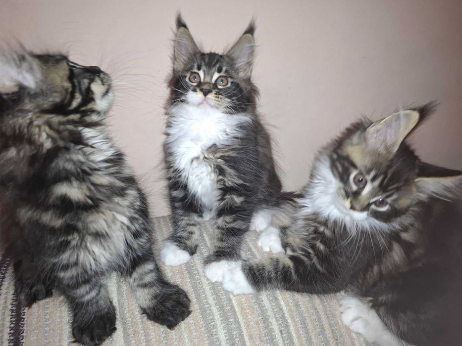 Чистокръвни мейн кун котета 2025