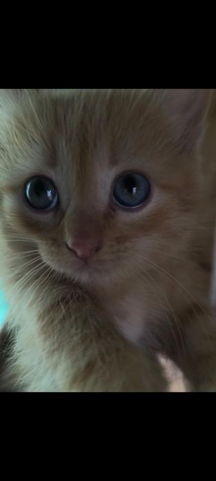 Котята заботливым хозяевам