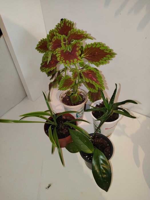 Стайни цветя различни видове