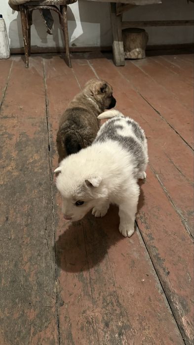 Ұрғашы лайка күшіктер