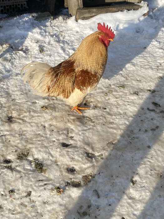 Cocosi tineri de vanzare