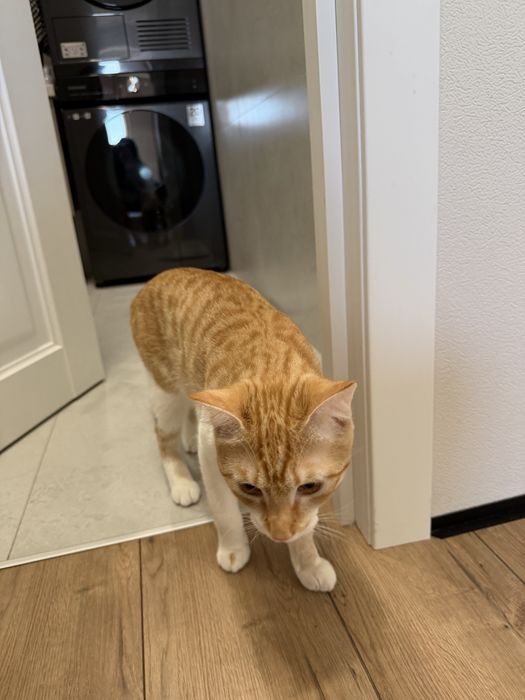 Отдам кота в хорошие руки