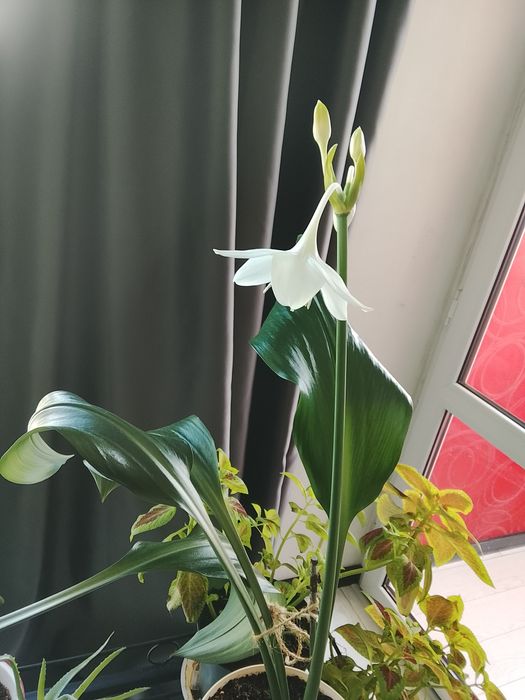 Эухарис ( Амазонская лилия)