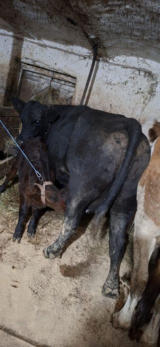 Vand Vaca Angus