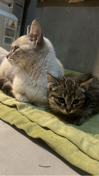 Бесплатно котёнок