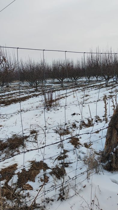 Яблоневые сады, яблоки